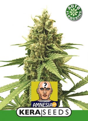 Amnesia auto