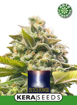 dutch power autoflower