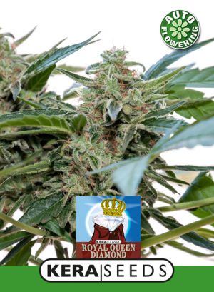 royal queen diamond auto