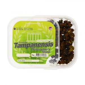 tampenensis truffels