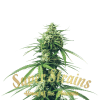 Saga - CBD