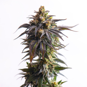 Biscotti Vision Seeds Autoflower (3+1 pack)