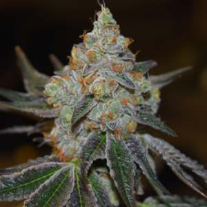 Mimosa Vision Seeds Autoflower (3+1 pack)