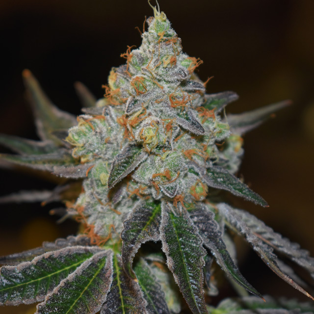 Mimosa Vision Seeds Autoflower (3+1 pack)