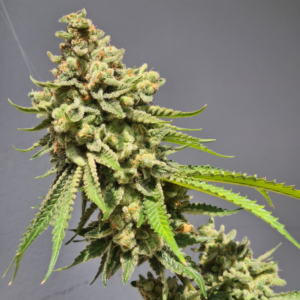 Strawberry Haze Vision Seeds Autoflower (3 pack)