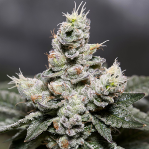 Zkittlez Vision Seeds Autoflower (3+1 pack)