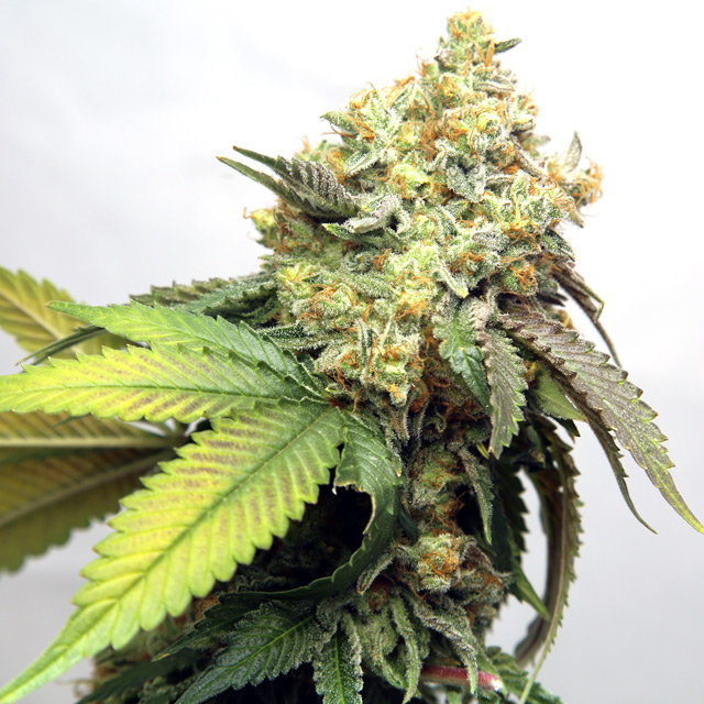 Banana Punch Vision Seeds Gefeminiseerd (3 pack)