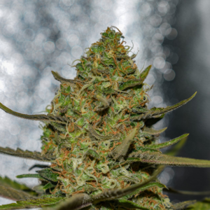 Forbidden Fruit x Spritzer Vision Seeds Gefeminiseerd (3+1 pack)