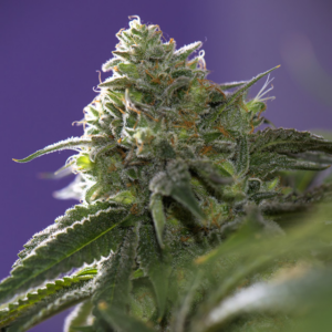 Lemon Cherry Gelato X Ice Cream Vision Seeds Gefeminiseerd (3+1 pack)